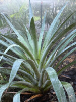 Alcantarea odorata