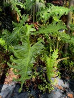 Alocasia portei