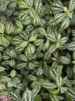 Aluminum Plants