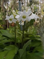 Eucharis Amazon lilies