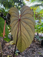 Anthurium Circus Peanuts