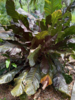 Anthurium Marie