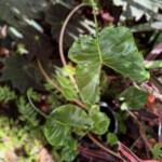 Anthurium Stingray Anthurium Stingray