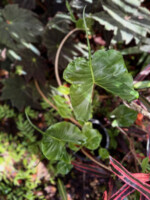 Alocasia Stingray