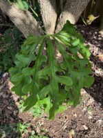Anthurium clavigerum