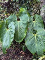 Anthurium faustomirandae
