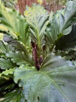 Anthurium plowmanii