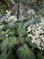 Begonia Birdsey Monroe