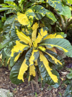 Blotched Jungle Queen