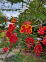 Caesalpinia pulcherrima