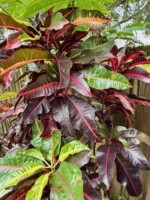 Caribbean Star