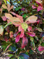 Coat of Many Colors