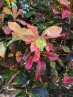 Coat of Many Colors