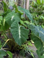Colocasia esculenta 'Nancy's Revenge Nancy's Revenge
