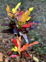 Embers