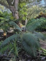 Hurricane Palm