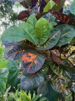 Jungle Queen