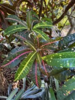 Leopardia