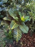 Luc's Green & Gold