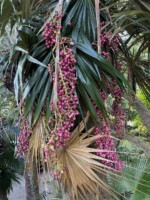 Old Man Palm