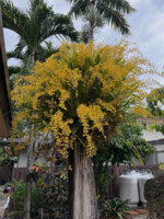 Oncidium Orchids