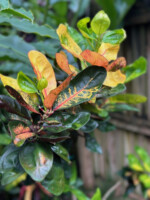Ovalifolium ’Key West’