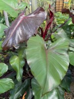 Philodendron 'Dark Lord'