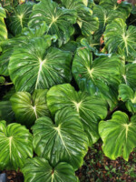 Philodendron McDowall