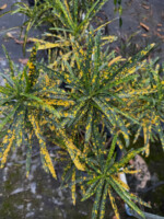 Pictum