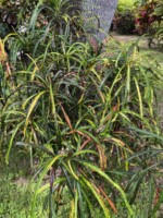 Picturatum