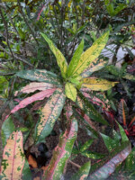 Pinecrest Gardens