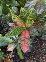 Polychrome