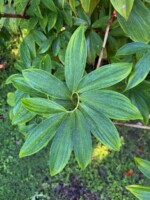 Costus sp.