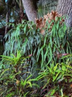 Staghorn Fern