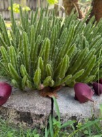 Stapelia leendertziae