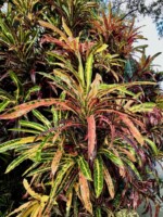 Sturrock's Pink Vetchi