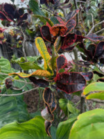 Thai Croton