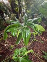 Thaumatophyllum Gregori Hambali