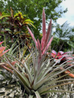 Tillandsia King Cobra