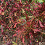 Sturrock's Pink Veitchii Sturrock's Pink Veitchii