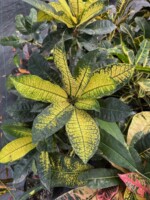 Yellow Mrs. Iceton