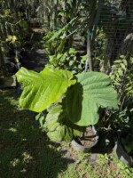 Coccoloba pubescens